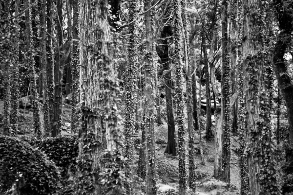 Photograph Rodrigo Lima Sintra on One Eyeland